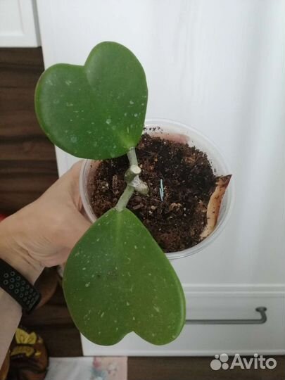 Хойи Керри Эскимо Кримсон Пахиклада Миндорская