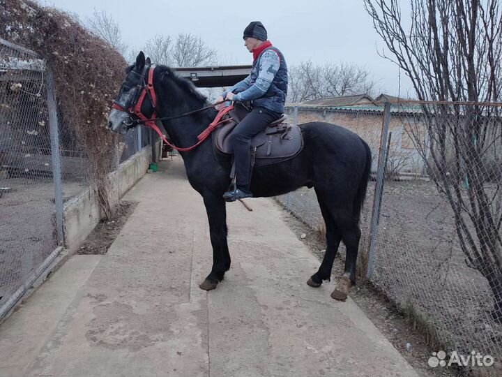 Продается жеребец