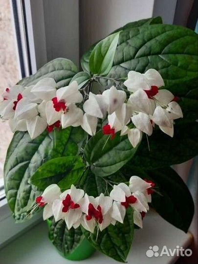 Клеродендрум Томпсон