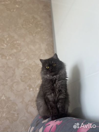 Настоящая сибирская кошка