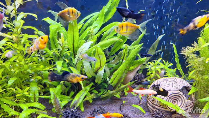 Аквариум с рыбками