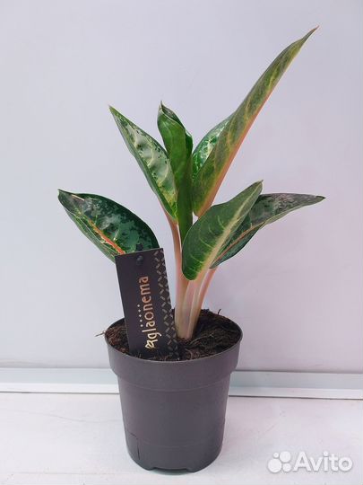 Аглаонема Оранж Флейм