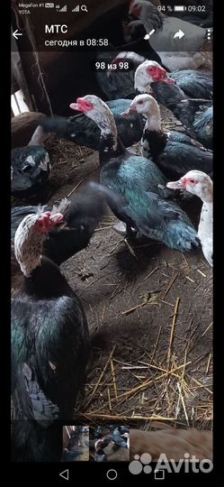 Селезни и утки