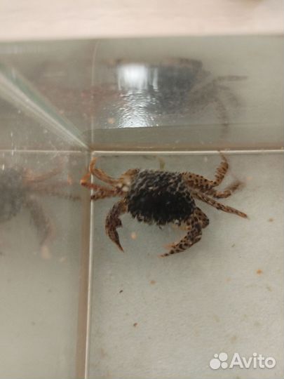Краб леопардовый