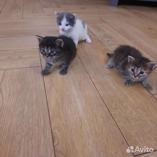 Кошка