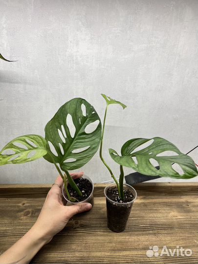 Комнатные растения цветы