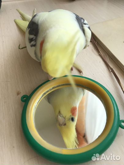 Попугай корелла мальчик (с клеткой)