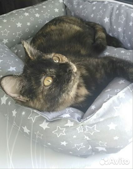 Малышка ищет дом