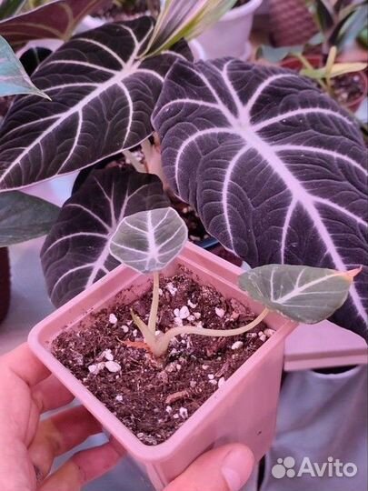 Алоказия, Драцена, Пальма