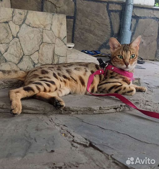 Бенгальская кошечка