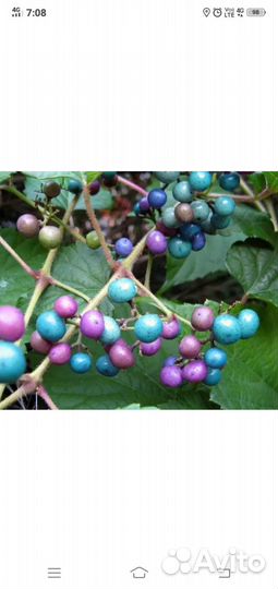 Виноградовник