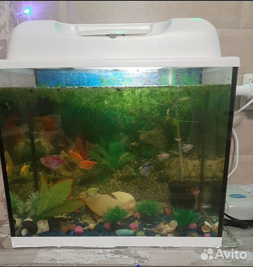 Аквариумные рыбки