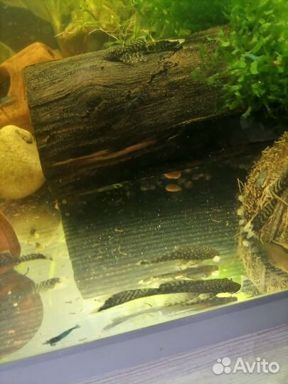 Аквариумные рыбки