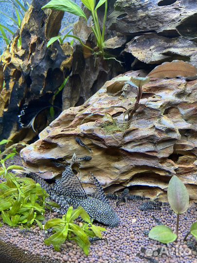 Анциструс вуалевый мальки