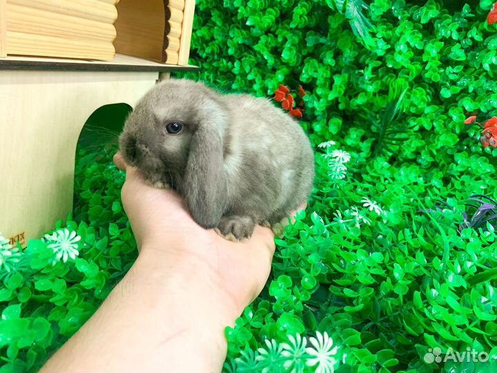 Мини карликовый кролик - самый редкий