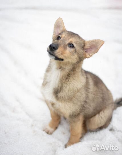 Собаки бесплатно в добрые руки