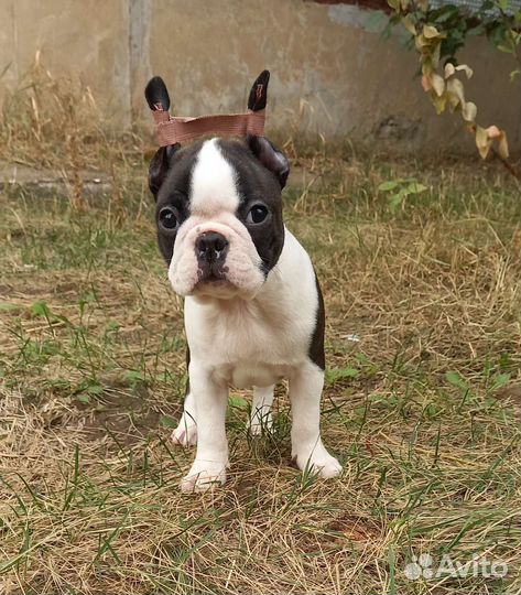 Бостон терьер щенок