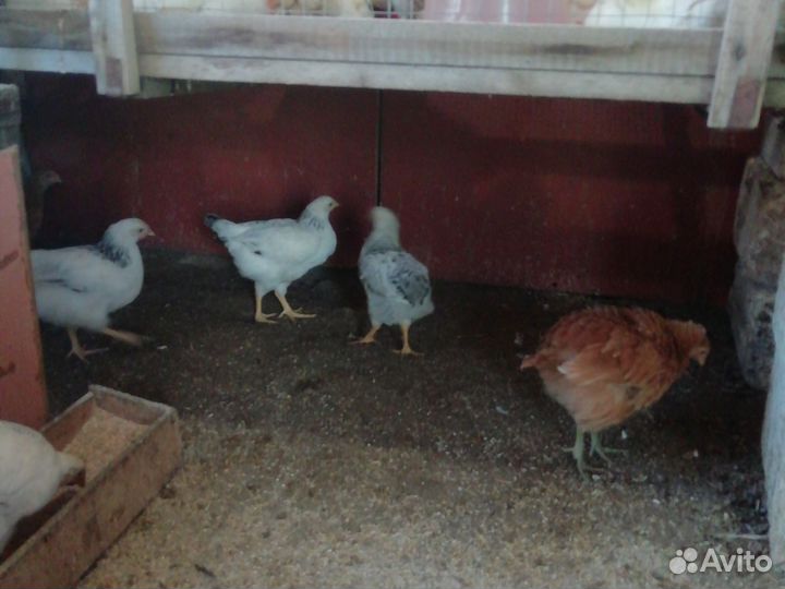 Куры несушки