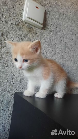 Котята