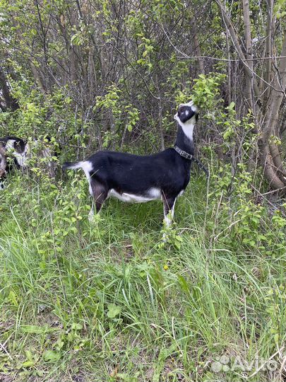 Коза дойная ламанча