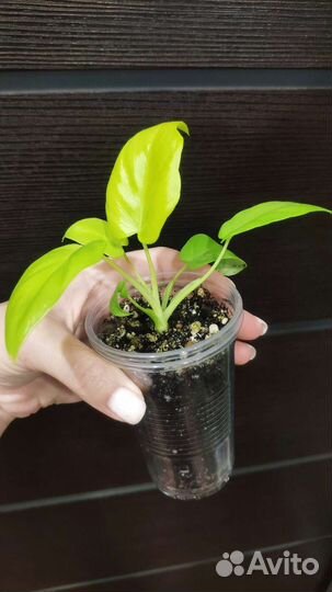 Филодендрон Селло Голд сатин