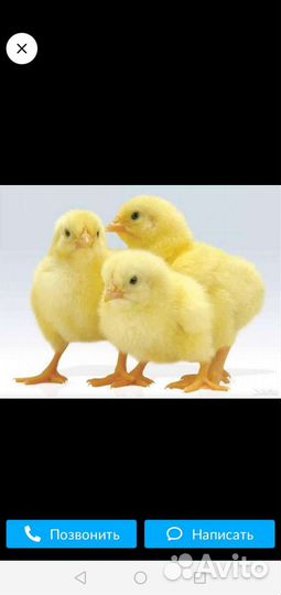 Цыплята бройлеры