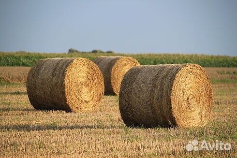 Сено люцерны в тюках
