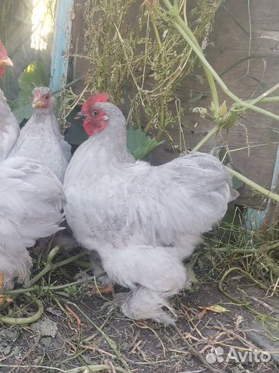 Петушки Карликовый кохинхин