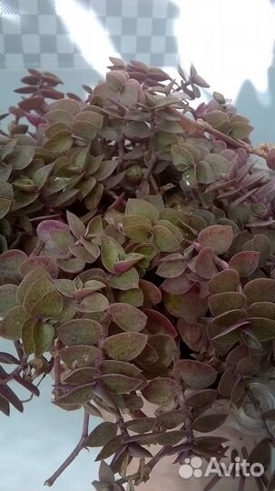 Каллизия Репенс мелколистная