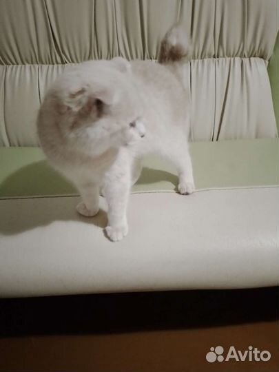 Молодая кошечка