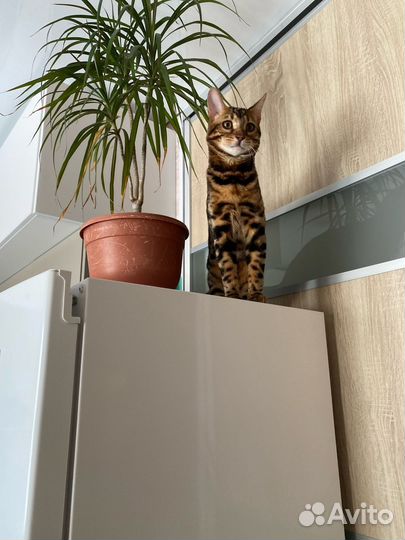 Бенгальский кот вязка