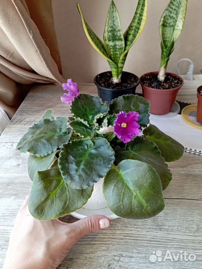 Цветы комнатные