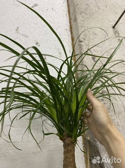 Пальма Нолина Бокарнея Рекурвата 15/50
