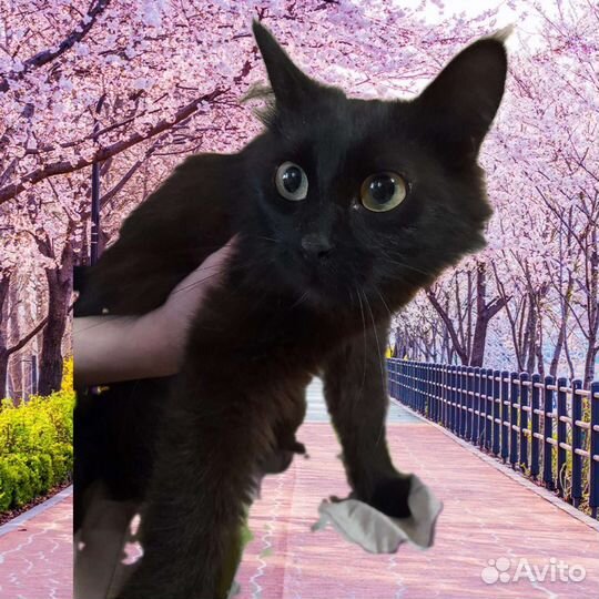Кошка в дар бесплатно