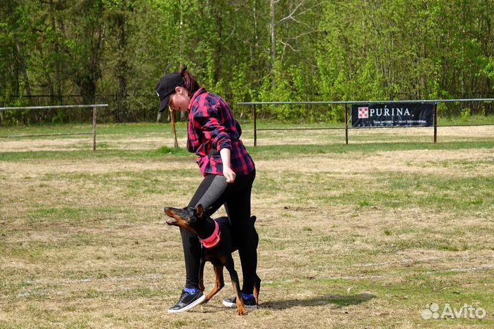 Кинолог Зоопсихолог Передержка собак
