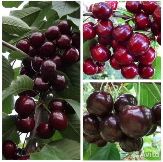 Вишни для Лен области