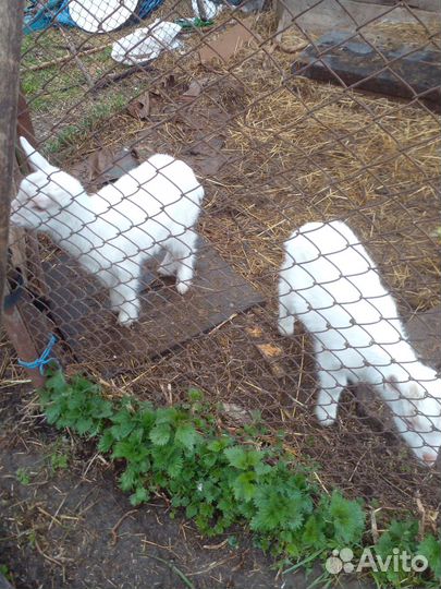 Продам козликов