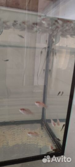 Моллинезия велифера