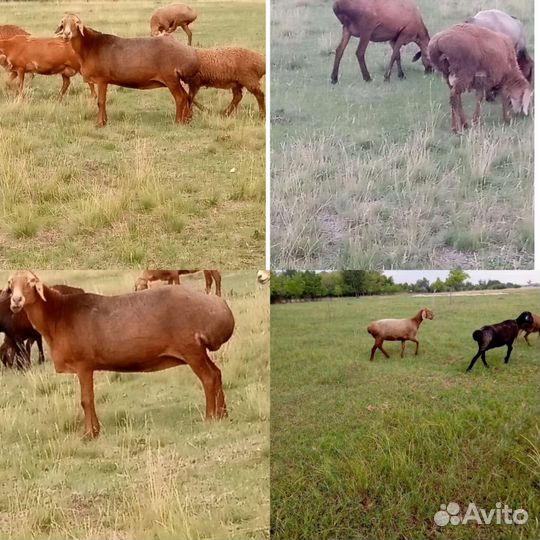 Баранчики на племя