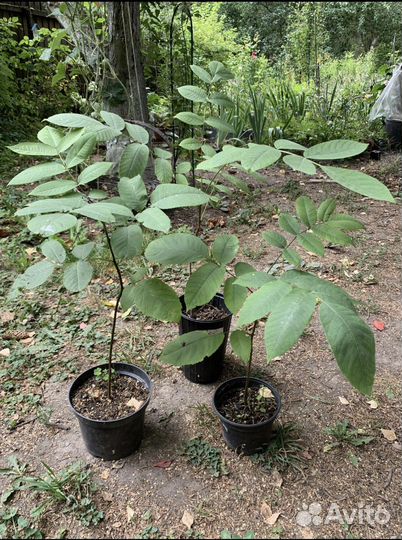 Манчжурский орех