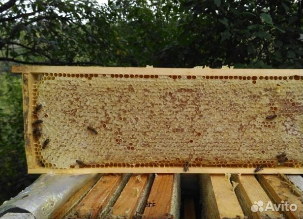 Мед 24 года Алтайский оптом