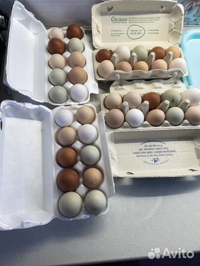Домашние куриные яйца