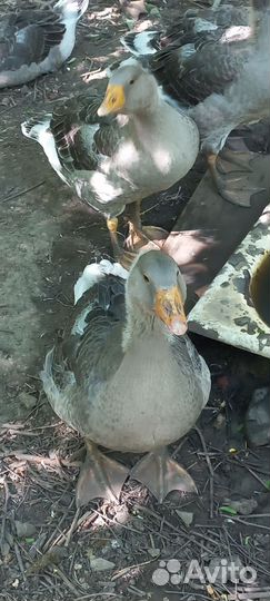 Гуси
