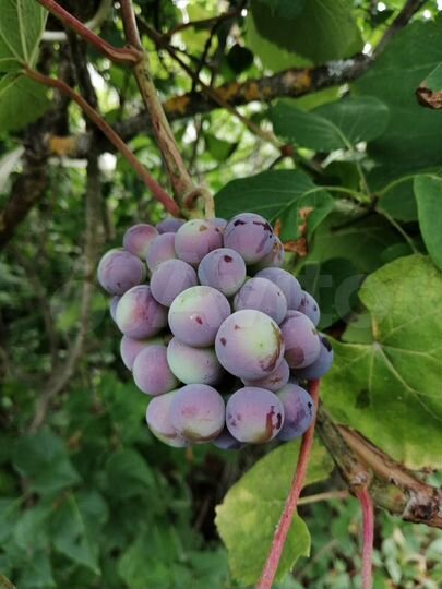 Дача 50 м² на участке 6 сот.