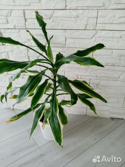 Пальма драцена