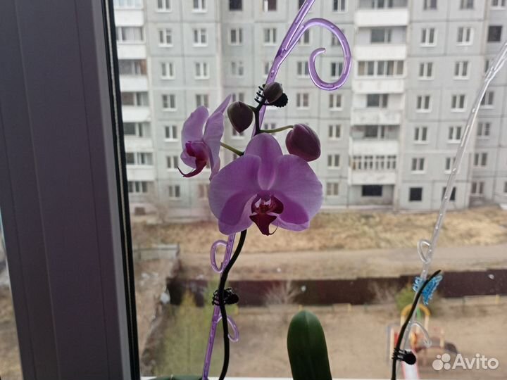 Орхидея фаленопсис