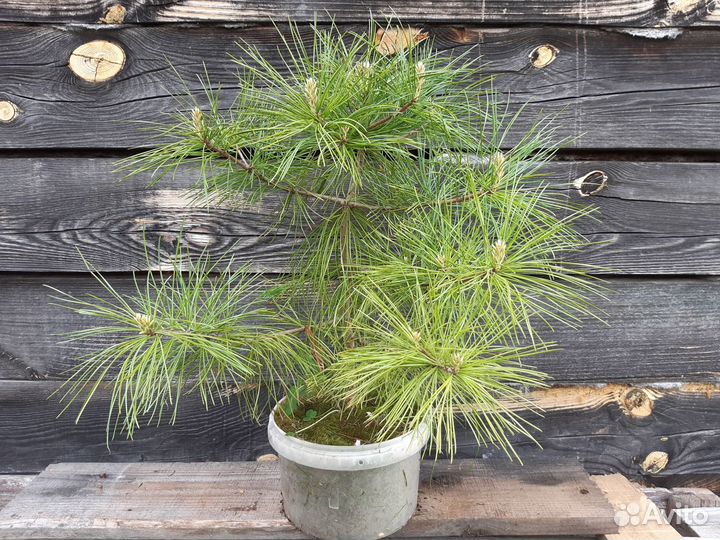 Кедр сибирский (сосна кедровая)