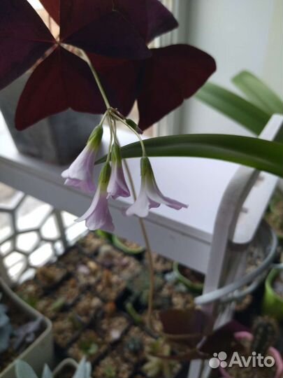 Кислица оксалис