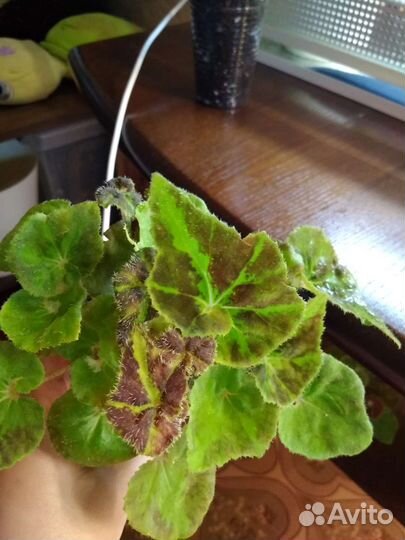 Бегонии декоративно лиственные и природники