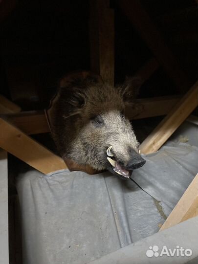 Чучело головы кабана